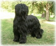 Briard