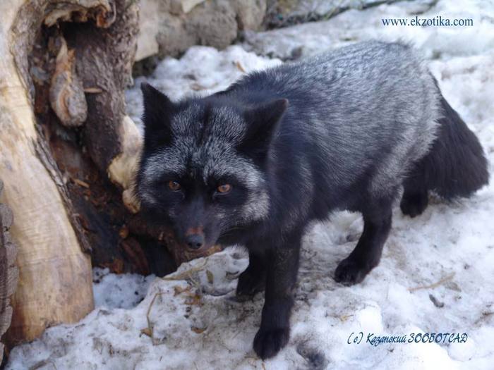 ������ ����������