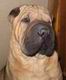 sharpei