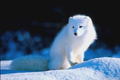 Polar_Fox