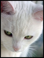 �������� ������