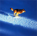 ������_�������