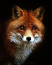 fox78