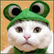 CaT-O-FroG