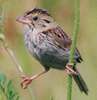 sparrow