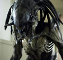 PredalieN