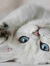 White Cat