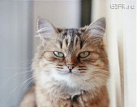 ������� ����