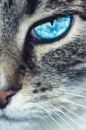 ��������� ���