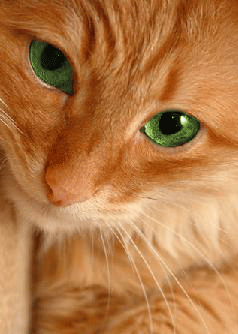 ��� aka ������ ������