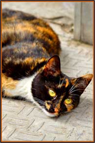 ������ aka ��������