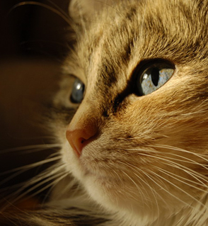 ���� [aka ����]