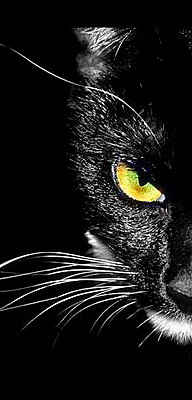 ����� aka ����� �����