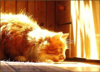 ����� ����