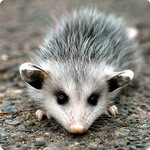 Miss Opossum