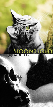 Moonlight|