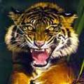 Tigr