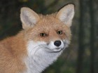 Foxi