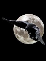 NightCrow