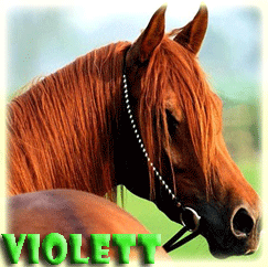 Violett