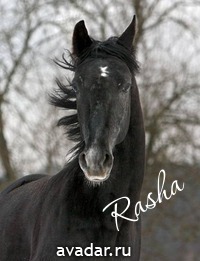 Rasha