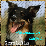 .Marsiella