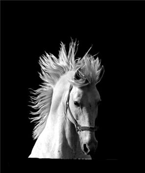 �������� ����