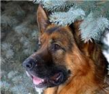 Leonberg