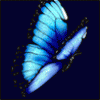 blue_butterfly