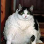 Fatcat