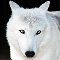 whitewolf