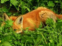 RedFox