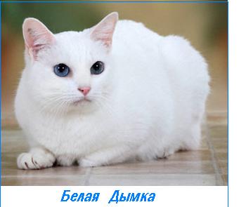 ����� �����