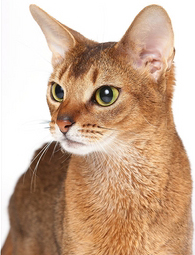 �������� ������