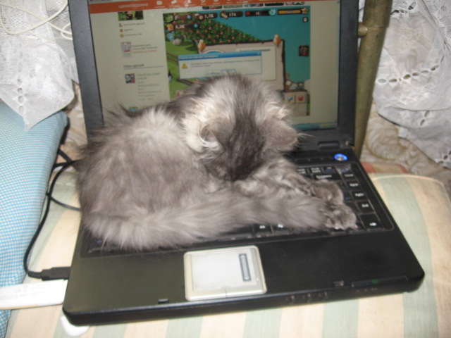 ������ �������