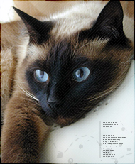 ���������� ������