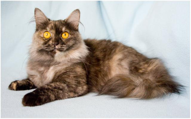 ����� �����