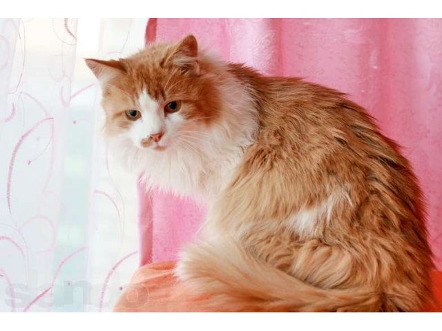 �������� �����