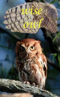 wise owl