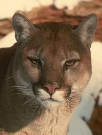 Cougar