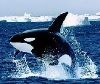 Orca