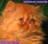 GoldenGrain