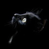 a_black_cat