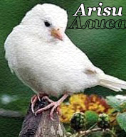 Arisu