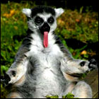 �������l