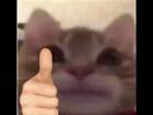 ppompeyaa