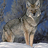 Winter Wolfling
