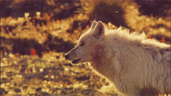 Dakota-white wolf