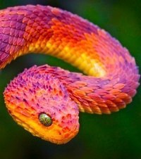 Red Snake