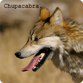 Chupacabra.